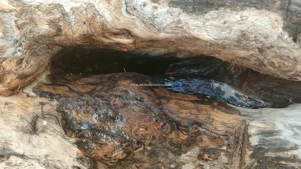 الشجره الباكية