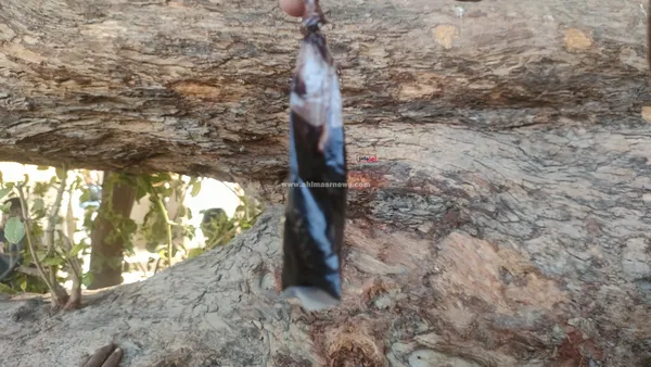 الشجره الباكية