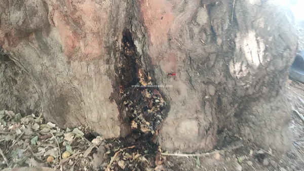 الشجره الباكية