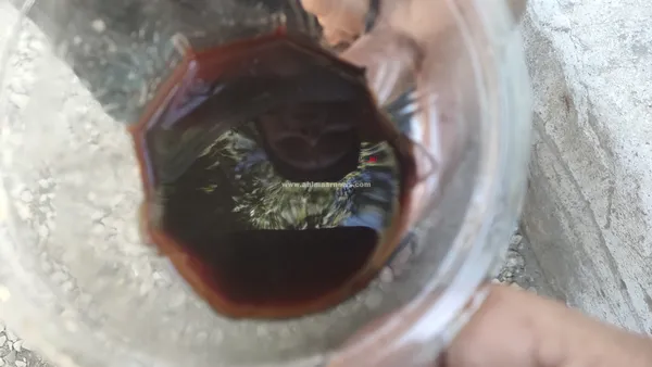 الشجره الباكية