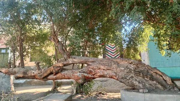 الشجره الباكية