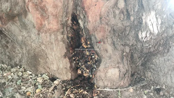 الشجره الباكية