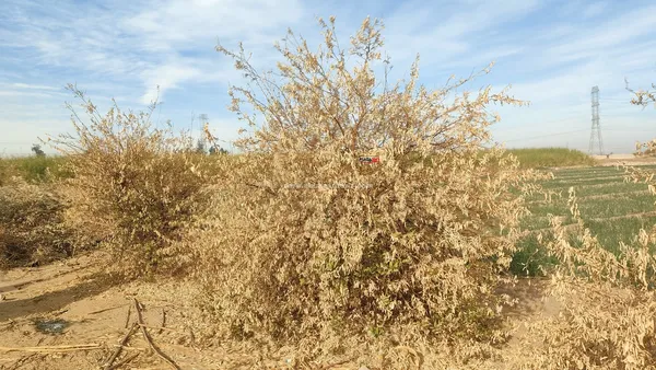 تلف المحاصيل الزراعية 