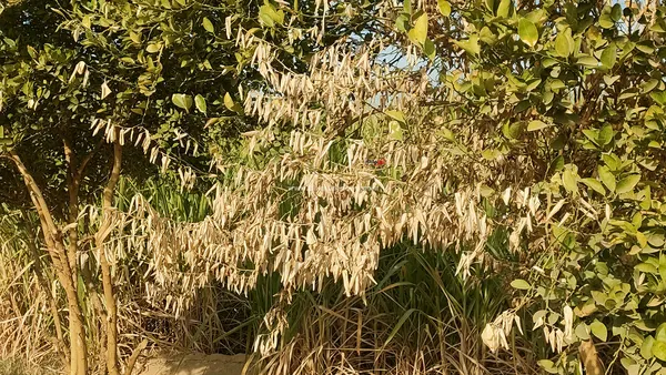 تلف المحاصيل الزراعية 