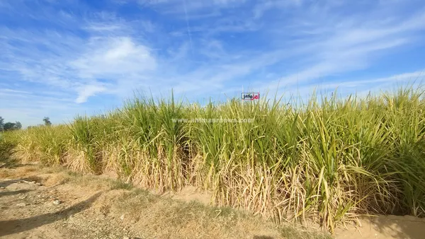 تلف المحاصيل الزراعية 