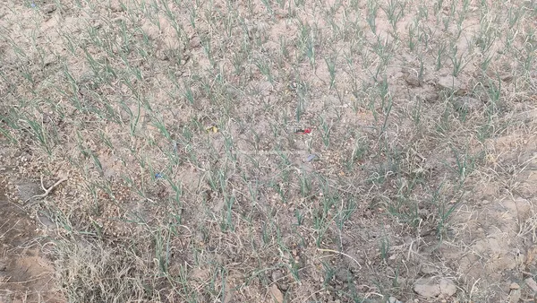 تلف المحاصيل الزراعية 