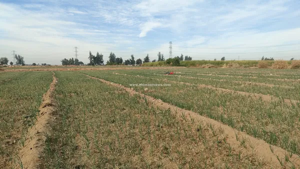 تلف المحاصيل الزراعية 