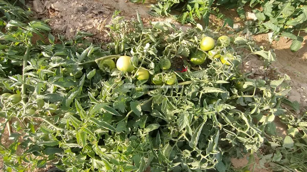 تلف المحاصيل الزراعية 