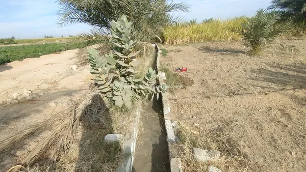 تلف المحاصيل الزراعية 