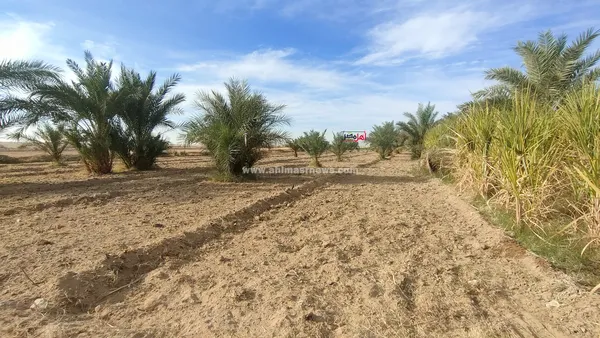 تلف المحاصيل الزراعية 