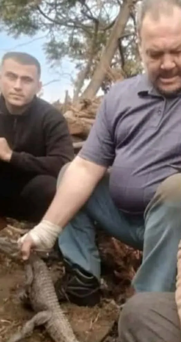 تمساح بلبيس