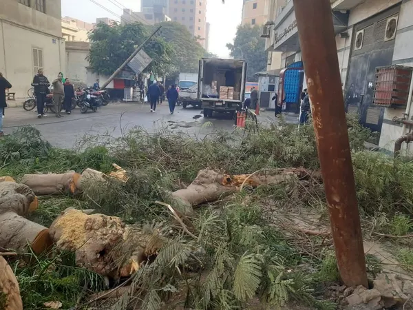 سقوط شجرة أمام مدرسة ببنى سويف 