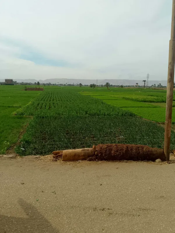 سيارات الكسح