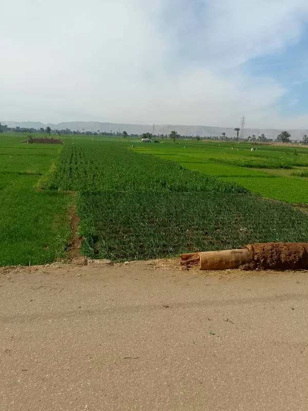 سيارات الكسح