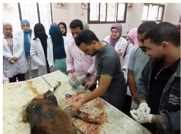 عيادة الطب البيطري ببنى سويف 