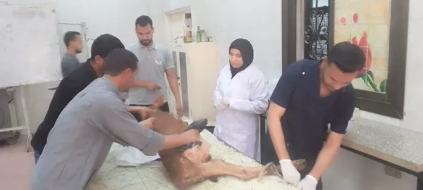 عيادة الطب البيطري ببنى سويف 