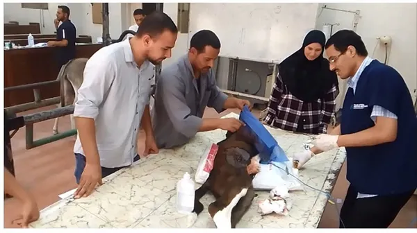 عيادة الطب البيطري ببنى سويف 