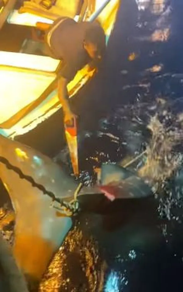 الحوت بهلول