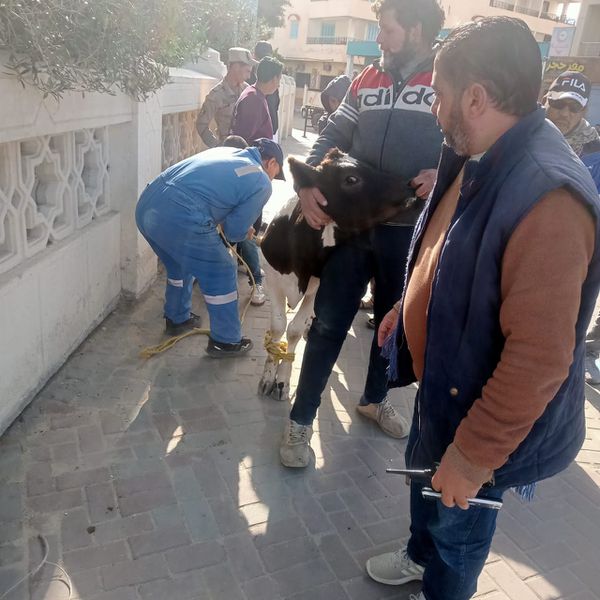 حملة مكبرة علي الماشية بمطروح 