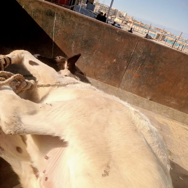 حملة مكبرة علي الماشية بمطروح 