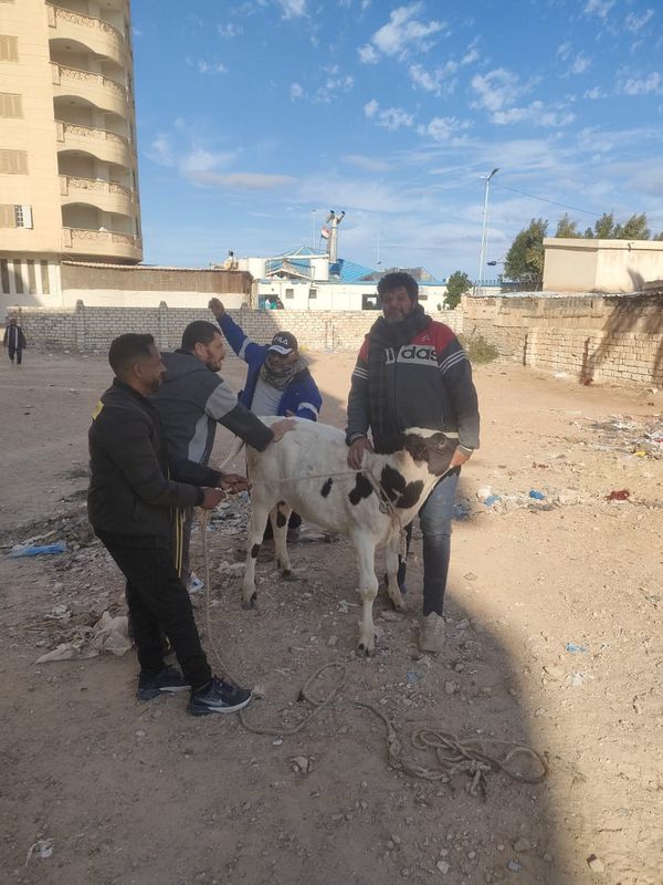 حملة مكبرة علي الماشية بمطروح 