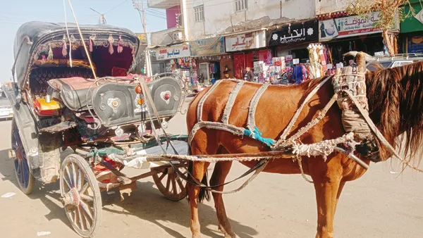 حنتور قنا وسيلة تصارع الانقراض 