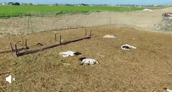 نفوق ماشية بمطروح 