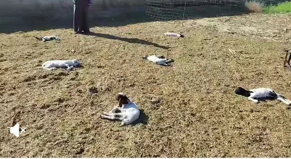 نفوق ماشية بمطروح 