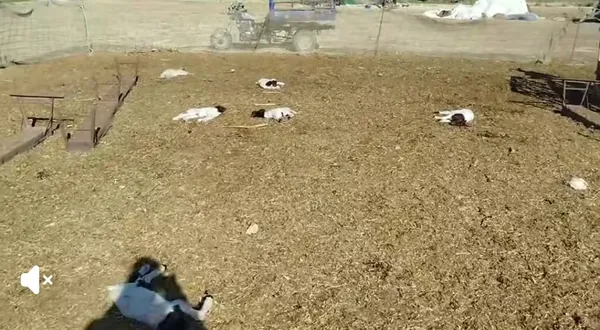 نفوق ماشية بمطروح 