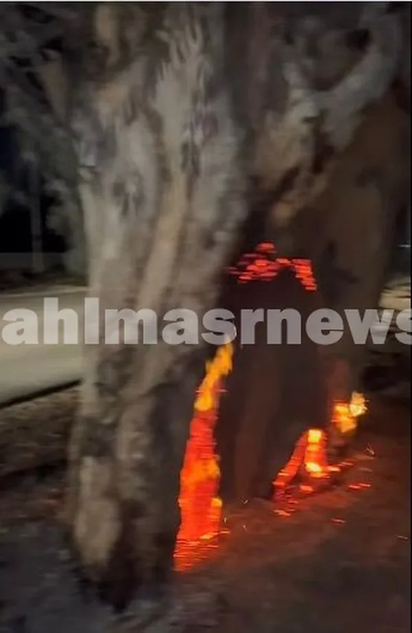 صور حريق أشجار بالاسماعيليه 