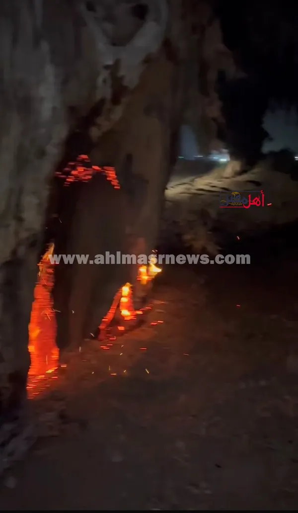 صور حريق أشجار بالاسماعيليه 