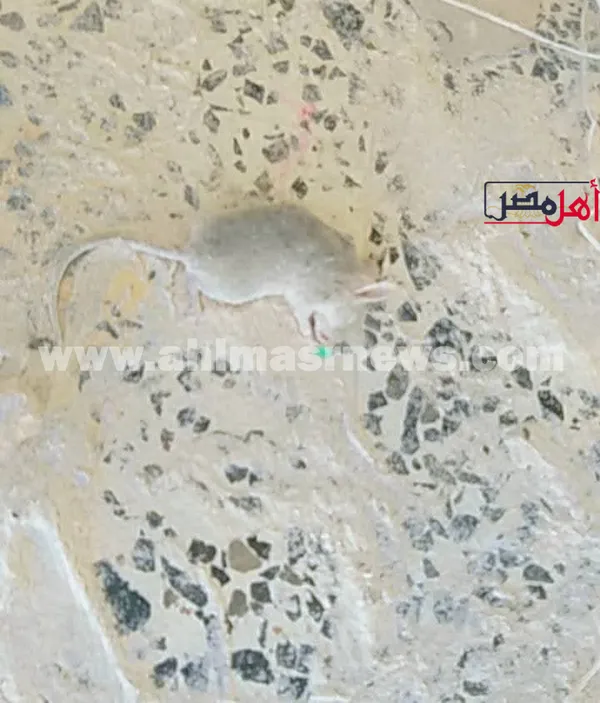 ضبط دقيق معاد تدويره 