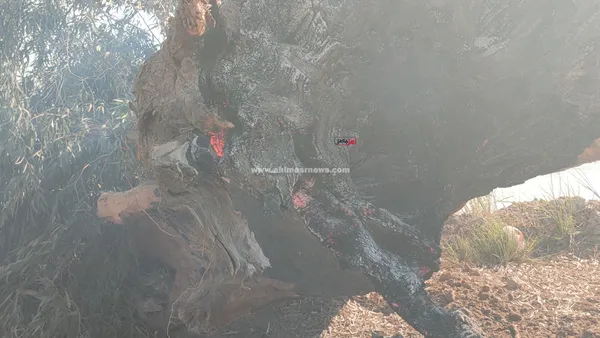 كيلاكيت ثاني مره حريق أشجار اثريه بالإسماعيلية 