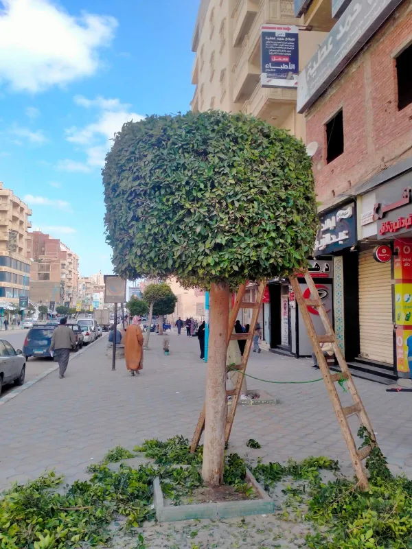 محافظة مطروح 