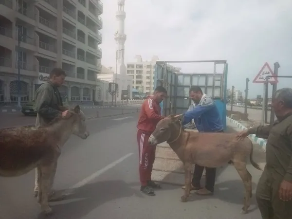 محافظة مطروح 