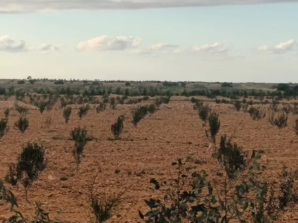 محافظة مطروح 