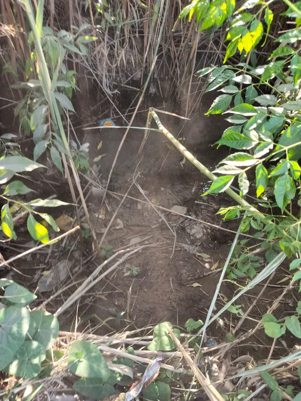 استغاثه مزارعي عزبة الورواري بالإسماعيلية 