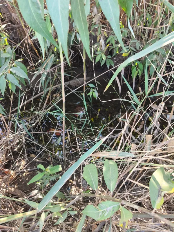 استغاثه مزارعي عزبة الورواري بالإسماعيلية 