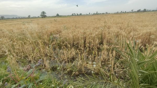 الاراضي الزراعيه 