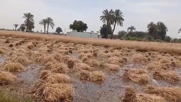 الاراضي الزراعيه 