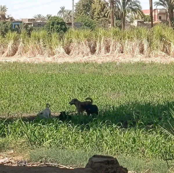 الكلاب الضاله تهاجم حظيره مواشي