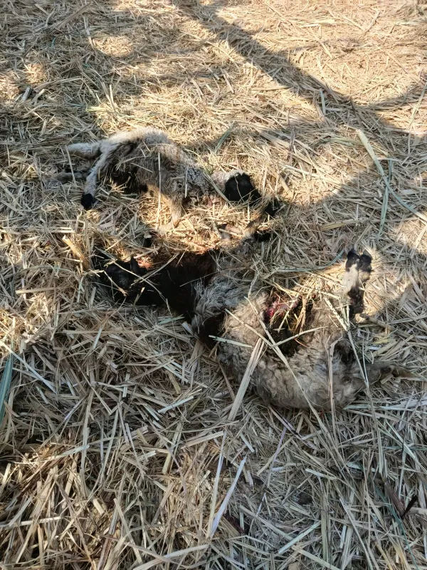 الكلاب الضاله تهاجم حظيره مواشي