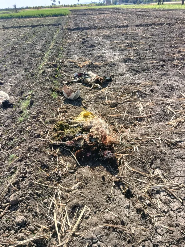 الكلاب الضاله تهاجم حظيره مواشي