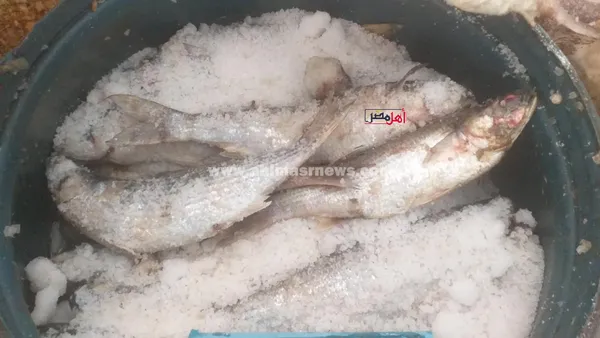 انتعاشة في سوق أسماك الملوحة بكفر الشيخ قبل شم النسيم 