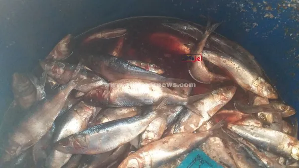 انتعاشة في سوق أسماك الملوحة بكفر الشيخ قبل شم النسيم 