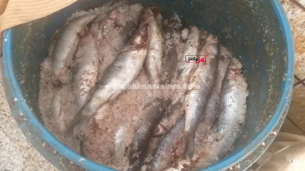 انتعاشة في سوق أسماك الملوحة بكفر الشيخ قبل شم النسيم 