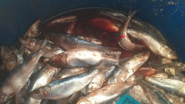 انتعاشة في سوق أسماك الملوحة بكفر الشيخ قبل شم النسيم 