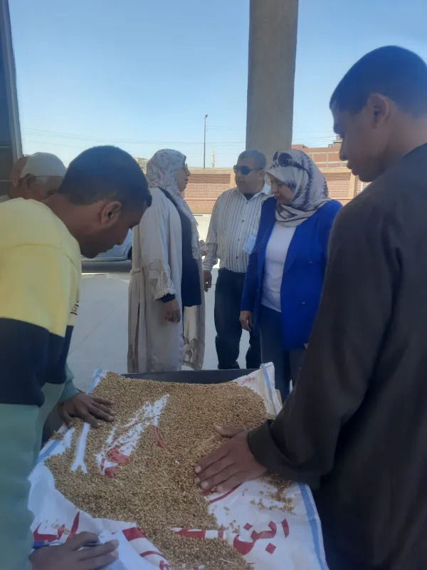 توريد القمح 