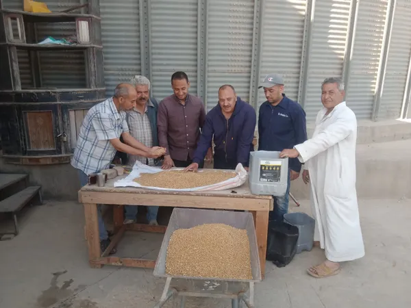 توريد القمح 