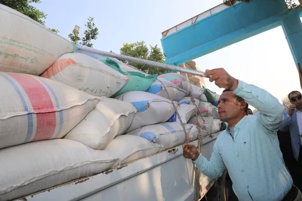 توريد القمح ببنى سويف 